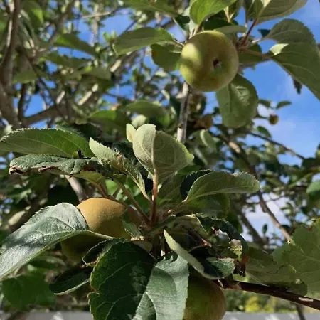 Casa Kika Pereira, Ganzes Haus Bis 11 Personen * Lourinhã